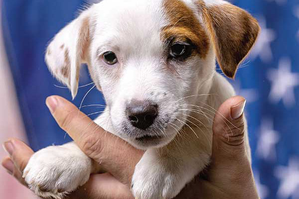 Why Your Business Should Become a 'PDO'